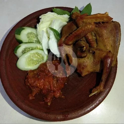 Burung Dara Kampung
